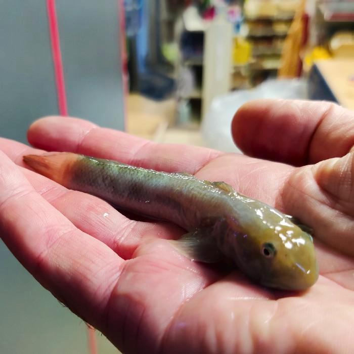 Syciopterus lagocephalus, Dieren en Toebehoren, Vissen | Aquariumvissen, Vis