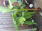 Japanse vezelbananenboom musea basjoo, Volle zon, Bloeit niet, Minder dan 100 cm, Overige soorten