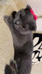 Kat British short hair Scoittsh fold, Dieren en Toebehoren, Katten en Kittens | Raskatten | Korthaar, Poes, Ontwormd, 0 tot 2 jaar