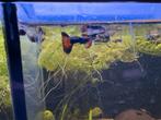 Raszuivere mannelijke guppen Halfblack Any Colour, Dieren en Toebehoren, Vissen | Aquariumvissen, Vis, Zoetwatervis
