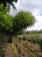 Bolacacia, Robinia ps.ac. Umbraculifera, Ophalen, Volle zon