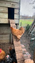 Broedeieren van de cochin kriel, Dieren en Toebehoren, Pluimvee, Geslacht onbekend, Kip