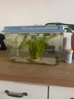 Guppen gratis, Ophalen