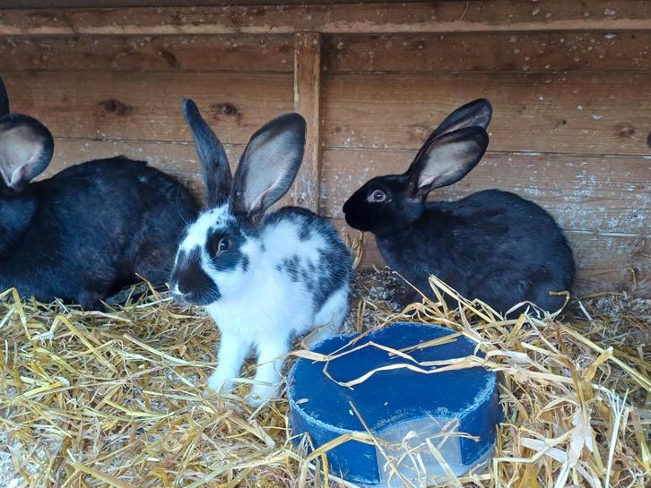 Jonge Lotharinger rammen. Zullen voor bont nageslacht zorgen, Dieren en Toebehoren, Konijnen, Groot, Mannelijk
