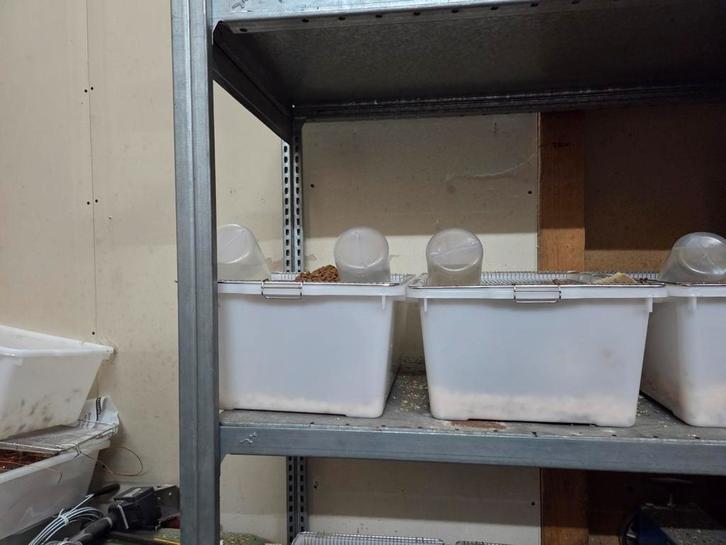 Voer ratten te koop, Dieren en Toebehoren, Reptielen en Amfibieën, Overige soorten, 0 tot 2 jaar