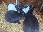 Jonge lotharingers., Dieren en Toebehoren, Meerdere dieren, Dwerg