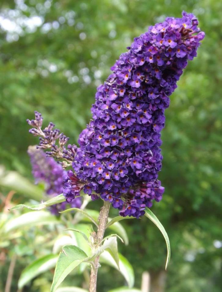 Aanbieding partij (Sier-)heesters, Tuinplanten, Tuin en Terras, Planten | Tuinplanten, Vaste plant, Overige soorten, Volle zon