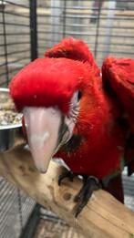 Ara Papegaaie Ruby Ara Baby, Dieren en Toebehoren, Vogels | Parkieten en Papegaaien, Geslacht onbekend, Papegaai, Pratend