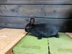 Jonge konijnen, Kruising Rijnlander/ zwarte Nieuw Zeelander, Dieren en Toebehoren, Konijnen, Meerdere dieren