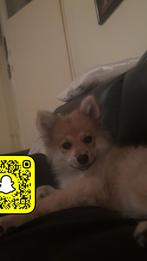 Mini keeshond/ pomeriaan bruin crème, Dieren en Toebehoren, Keeshond, 15 weken tot 1 jaar, Reu, Rabiës (hondsdolheid)