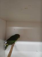 Kakariki, Dieren en Toebehoren, Vogels | Parkieten en Papegaaien, Mannelijk, Parkiet