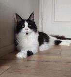 Mainecoon dekkater, Dieren en Toebehoren, Kater, Gechipt, 0 tot 2 jaar