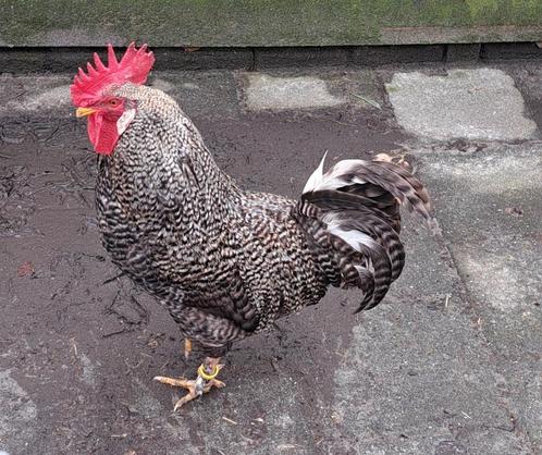 Prachtige (fok)haan (groenleggerbloed)  met 3 Marans-kippen, Dieren en Toebehoren, Pluimvee, Kip, Meerdere dieren