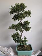 Satsuki Azalea Bonsai 100cm (met pot, foto 2 €200,-), Tuin en Terras, Planten | Bomen, Ophalen, Bloeit niet, Overige soorten, Minder dan 100 cm
