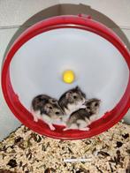 Tamme hamsters uitkiezen met of zonder kooi naar keuze, Dieren en Toebehoren, Meerdere dieren, Hamster, Na 1 juli 2024, Tam