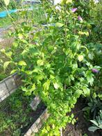 hibiscus 1.50 m hoog paars, Vaste plant, Halfschaduw, Zomer, Ophalen