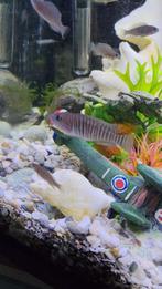 Slakkenhuis cichliden, Dieren en Toebehoren, Vis