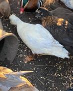 2 kwakers tekoop, Dieren en Toebehoren, Mannelijk, Eend