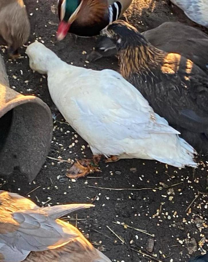 2 kwakers tekoop, Dieren en Toebehoren, Pluimvee, Eend, Mannelijk