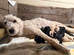 Labradoodle Doodle Puppy’s, Rabiës (hondsdolheid), 8 tot 15 weken, Meerdere, Meerdere dieren