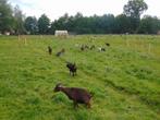 dwerggeitjes, Dieren en Toebehoren, Schapen, Geiten en Varkens, Vrouwelijk, Geit