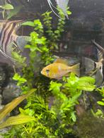 Ramirezi vrouwtje, Dieren en Toebehoren, Vissen | Aquariumvissen, Vis