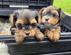 Yorkshire Terrier reu Danny en teefje Dannie, Dieren en Toebehoren, Honden | Jack Russells en Terriërs, Yorkshire Terriër, 8 tot 15 weken