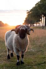 Walliser Schwarznase dekram, Dieren en Toebehoren, Schapen, Geiten en Varkens, Mannelijk, Schaap