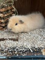 Crème CH-teddy beer, Juli, Mannelijk, Cavia