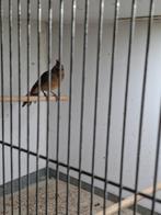Rode kardinalen 1 man en 1 pop, Dieren en Toebehoren, Vogels | Overige Vogels, Meerdere dieren, Tropenvogel, Geringd