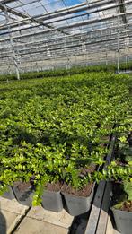 Lonicera Maigrun 9cm vaste plant - SALE vanaf kwekerij, Ophalen of Verzenden, Overige soorten, Minder dan 100 cm