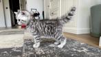 Britse korthaar kittens van de Whiskas reclame  silvertabby, Meerdere dieren, Gechipt, 0 tot 2 jaar