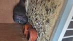 Goeie kraai doffer, Dieren en Toebehoren, Vogels | Duiven, Mannelijk, Kropper