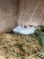 3 mooie witte vlaamse reusjes van 5 weken oud, Meerdere dieren, Groot, 0 tot 2 jaar