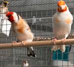Major putters Forse Vogels, Dieren en Toebehoren, Vogels | Overige Vogels, Meerdere dieren, Wildzangvogel, Geringd