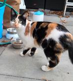 Lieve jonge poes op zoek naar een nieuw thuis, Dieren en Toebehoren, Katten en Kittens | Overige Katten, Poes, Kortharig, 0 tot 2 jaar