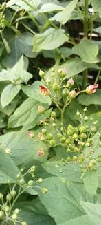 Scrophularia nodosa - Knopig helmkruid zaden, Ophalen of Verzenden, Gehele jaar, Volle zon, Zaad