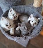 Britse korthaar kittens, Gechipt, Kater