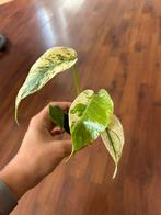 Monstera Mint, Verzenden, Overige soorten, Minder dan 100 cm