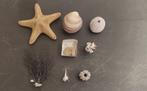 Div schelpen, zeester, zee egel, fossiel, koraal, Ophalen of Verzenden, Nieuw