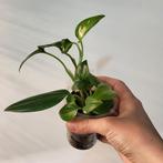 Monstera standleyana, Huis en Inrichting, Kamerplanten, Ophalen of Verzenden, Halfschaduw, Minder dan 100 cm