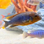 Malawi Sichlide 3 Stuks Bruin/Goud, Dieren en Toebehoren, Vis, Zoetwatervis, Schoolvis