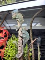 Jonge kameleons jemen, Dieren en Toebehoren, Amfibie, 0 tot 2 jaar