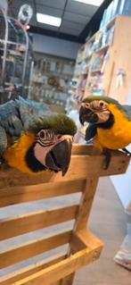 Blauw gele #getest#freeflight#garantie, Dieren en Toebehoren, Vogels | Parkieten en Papegaaien, Geslacht onbekend, Papegaai