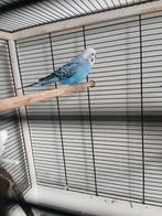 Grasparkiet, Dieren en Toebehoren, Vogels | Parkieten en Papegaaien, Mannelijk, Parkiet