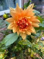 Dahlia “Noordwijks Glorie” oranje, Tuin en Terras, Bloembollen en Zaden, Ophalen of Verzenden, Voorjaar, Volle zon, Wortelstok
