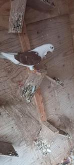 Meeuw takla kruising koppel., Dieren en Toebehoren, Vogels | Duiven, Meerdere dieren, Tuimelaar of Roller