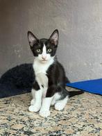 Jarela, Grey, 4/6/2025 gered van een uithuisplaatsing, Kater, Kortharig, 0 tot 2 jaar