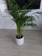 Mooie plant met pot te koop!, Huis en Inrichting, Kamerplanten, Palm, In pot, Minder dan 100 cm, Groene kamerplant
