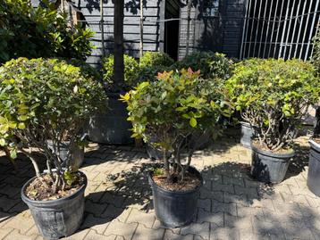 Meerstammige Quercus ilex - Meerstammige steeneik te koop!!! beschikbaar voor biedingen